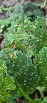 팜모닝 배추·병해충상담 게시글 이미지