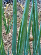 팜모닝 파·병해충상담 게시글 이미지