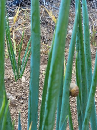 제원님의 파 · 병해충상담 작성글 사진