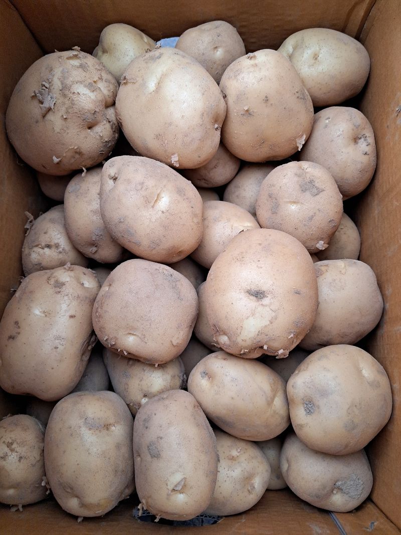 김기한님의 장터 판매 상품 [감자  열무 되장] 첨부 사진