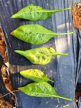 화니네농장님의 고추 · 병해충상담 작성글 사진