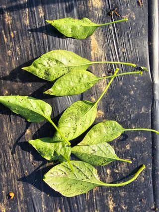 화니네농장님의 고추 · 병해충상담 작성글 사진