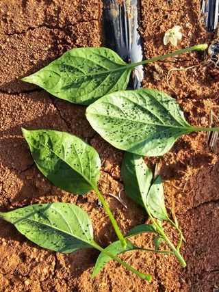 화니네농장님의 고추 · 병해충상담 작성글 사진