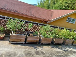 김부덕 님의 고추 · 영농일지 작성글 사진