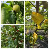 팜모닝 복숭아·영농일지 게시글 이미지