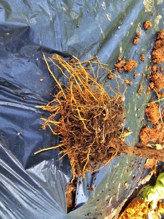 화니네농장님의 기타작물 · 병해충상담 작성글 사진