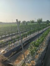 팜모닝 고추·영농일지 게시글 이미지