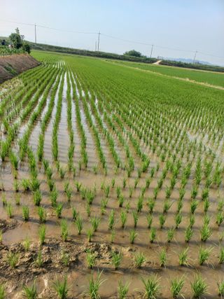 유승예님의 고추 · 영농일지 작성글 사진