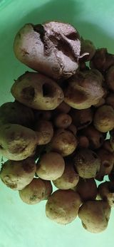 팜모닝 감자·영농일지 게시글 이미지