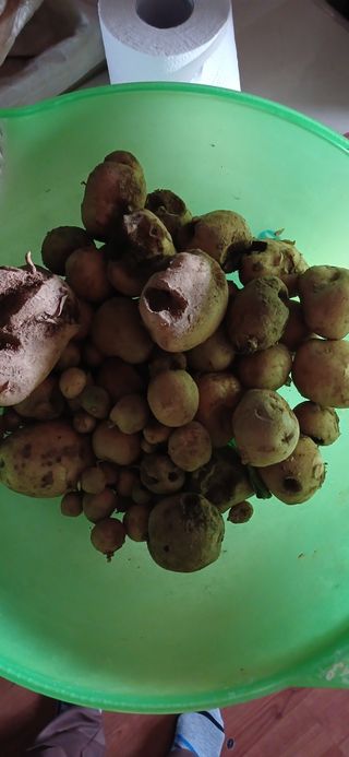 손성금님의 감자 · 영농일지 작성글 사진