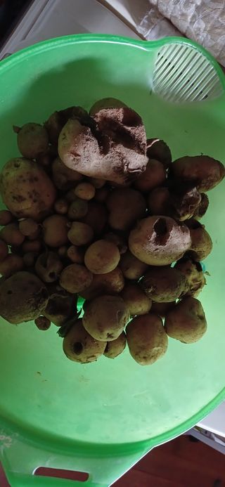 손성금님의 감자 · 영농일지 작성글 사진