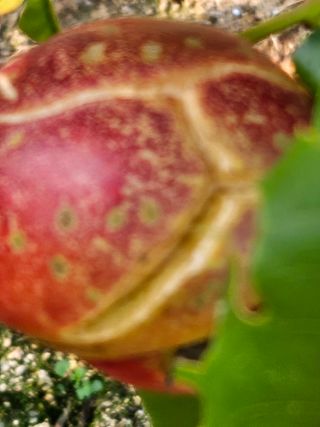 호박17099님의 농사, 무엇이든 물어보세요! · 참여글 작성글 사진