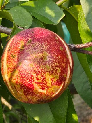 호박17099님의 농사, 무엇이든 물어보세요! · 참여글 작성글 사진