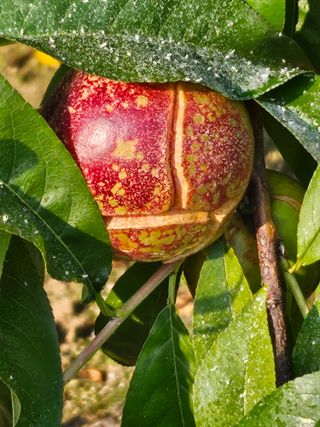 호박17099님의 농사, 무엇이든 물어보세요! · 참여글 작성글 사진