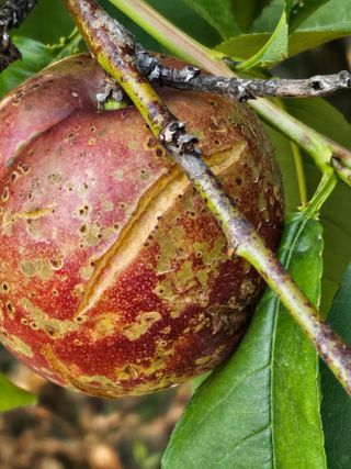 호박17099님의 농사, 무엇이든 물어보세요! · 참여글 작성글 사진