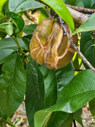호박17099님의 농사, 무엇이든 물어보세요! · 참여글 작성글 사진