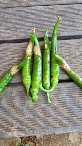 이상균님의 고추 · 병해충상담 작성글 사진