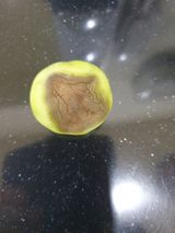 팜모닝 토마토·병해충상담 게시글 이미지