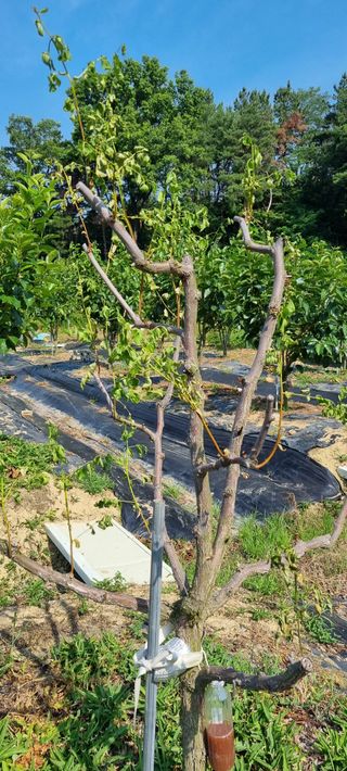 윤섭님의 기타작물 · 병해충상담 작성글 사진