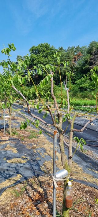 윤섭님의 기타작물 · 병해충상담 작성글 사진