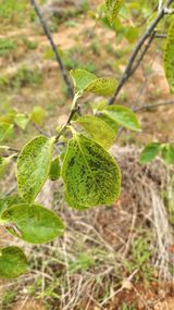 팜모닝 감·병해충상담 게시글 이미지