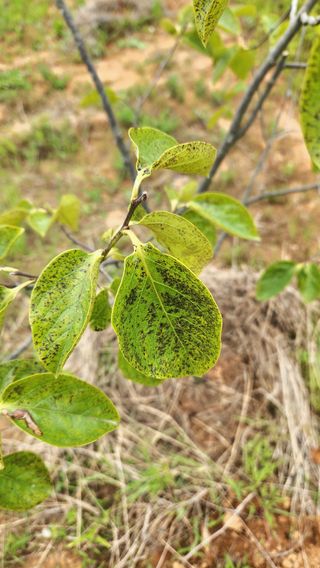 한기명님의 감 · 병해충상담 작성글 사진