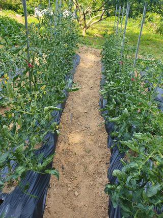 큰골왕자님의 토마토 · 병해충상담 작성글 사진