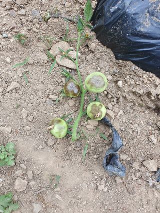 큰골왕자님의 토마토 · 병해충상담 작성글 사진