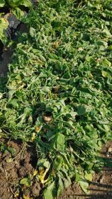 팜모닝 자유주제·자유게시판 게시글 이미지