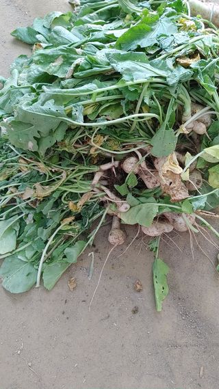 엉뚱한농사꾼임경섭님의 자유주제 · 자유게시판 작성글 사진