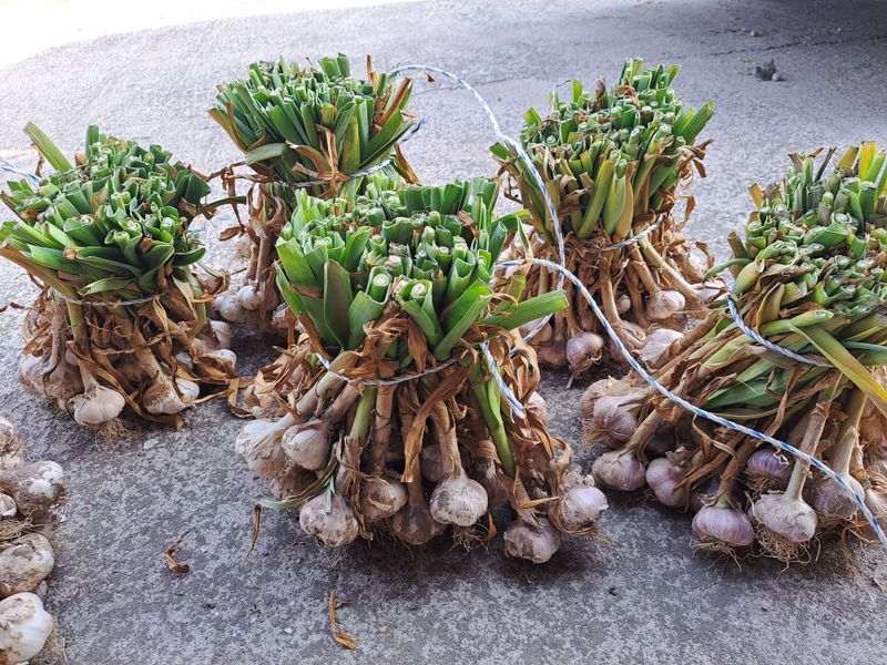 양안모님의 장터 판매 상품 [홍산마늘 1접] 첨부 사진