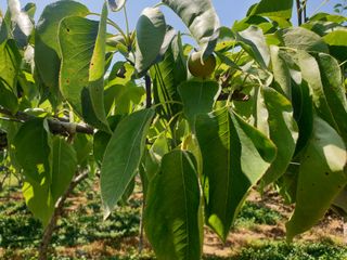 자두20855님의 배 · 병해충상담 작성글 사진