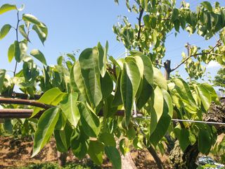 자두20855님의 배 · 병해충상담 작성글 사진