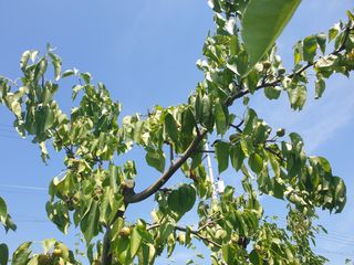 자두20855님의 배 · 병해충상담 작성글 사진