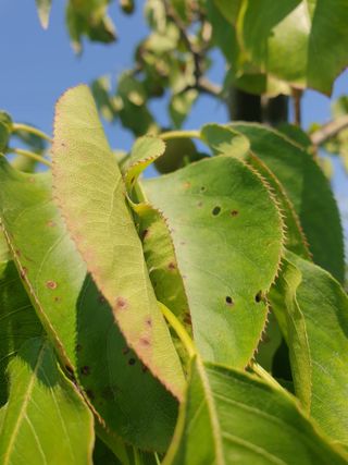 자두20855님의 배 · 병해충상담 작성글 사진