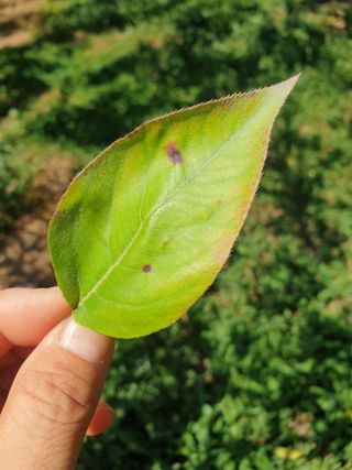 자두20855님의 배 · 병해충상담 작성글 사진