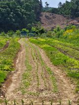 팜모닝 자유주제·자유게시판 게시글 이미지