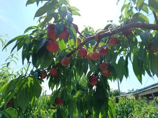 배경수 님의 복숭아 · 영농일지 작성글 사진