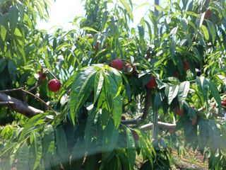 배경수 님의 복숭아 · 영농일지 작성글 사진