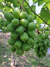 팜모닝 포도·자유게시판 게시글 이미지