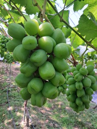 포도님의 포도 · 자유게시판 작성글 사진