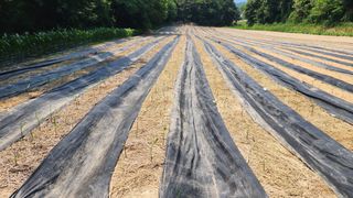 여주거북농부님의 기타작물 · 영농일지 작성글 사진