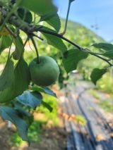 팜모닝 사과·영농일지 게시글 이미지