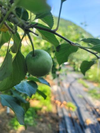 김성명님의 사과 · 영농일지 작성글 사진