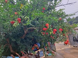 단감사랑 옥철농장님의 🎤어떤 노래 좋아하세요? · 참여글 작성글 사진