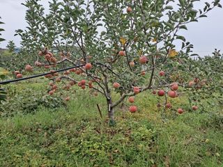 단감사랑 옥철농장님의 🎤어떤 노래 좋아하세요? · 참여글 작성글 사진