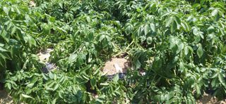 김영문님의 자유주제 · 자유게시판 작성글 사진