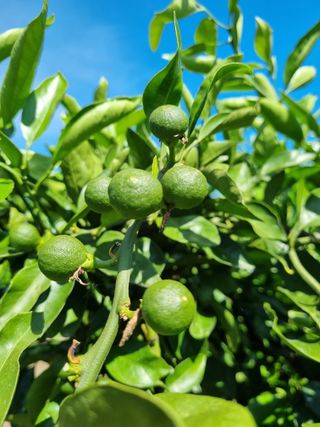 박종례님의 🎤어떤 노래 좋아하세요? · 참여글 작성글 사진