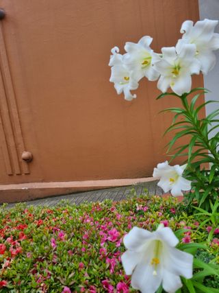 박종례님의 🎤어떤 노래 좋아하세요? · 참여글 작성글 사진