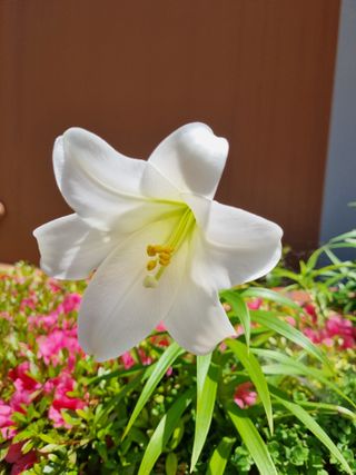 박종례님의 🎤어떤 노래 좋아하세요? · 참여글 작성글 사진